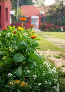 Calendula is a popular flowering herb recognized for its bright orange and yellow blossoms