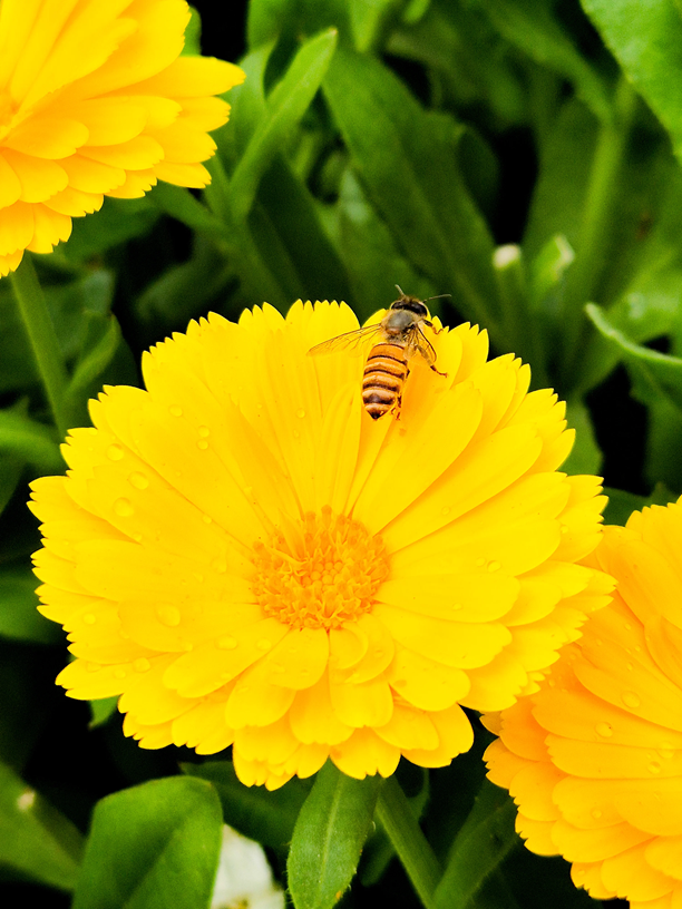 Calendula Benefits