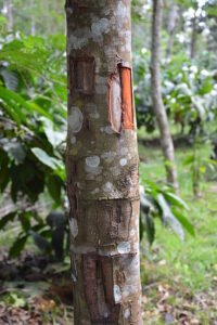 Cinnamon Tree