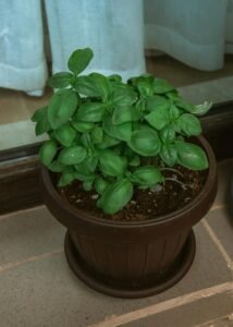 basil 