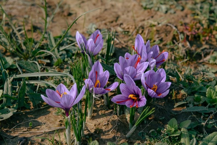 Premium saffron strands used in cooking, tea, and natural health remedies