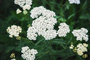 Yarrow