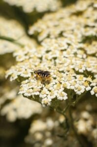 Yarrow