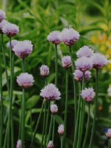 Chives Benefits Revealed: 5 Strong Reasons This Herb Boosts Your Health