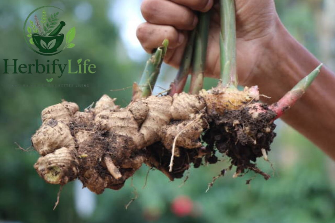 Ginger: 5 Amazing Benefits for Better Health and Wellness